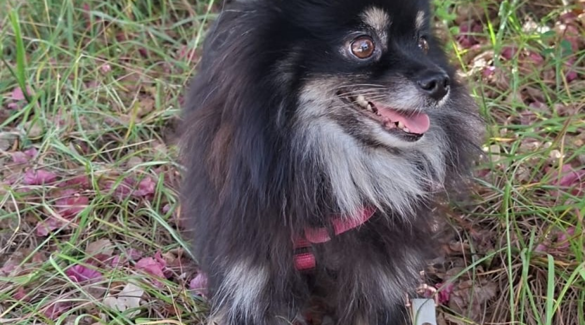 Chiens à adopter